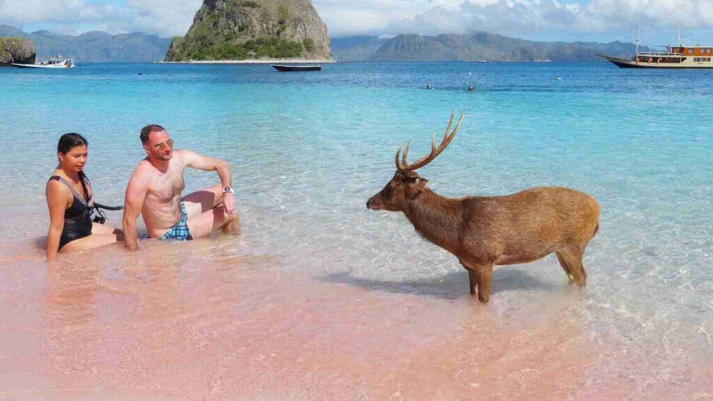 Beautiful Pink Beach, Labuan Bajo