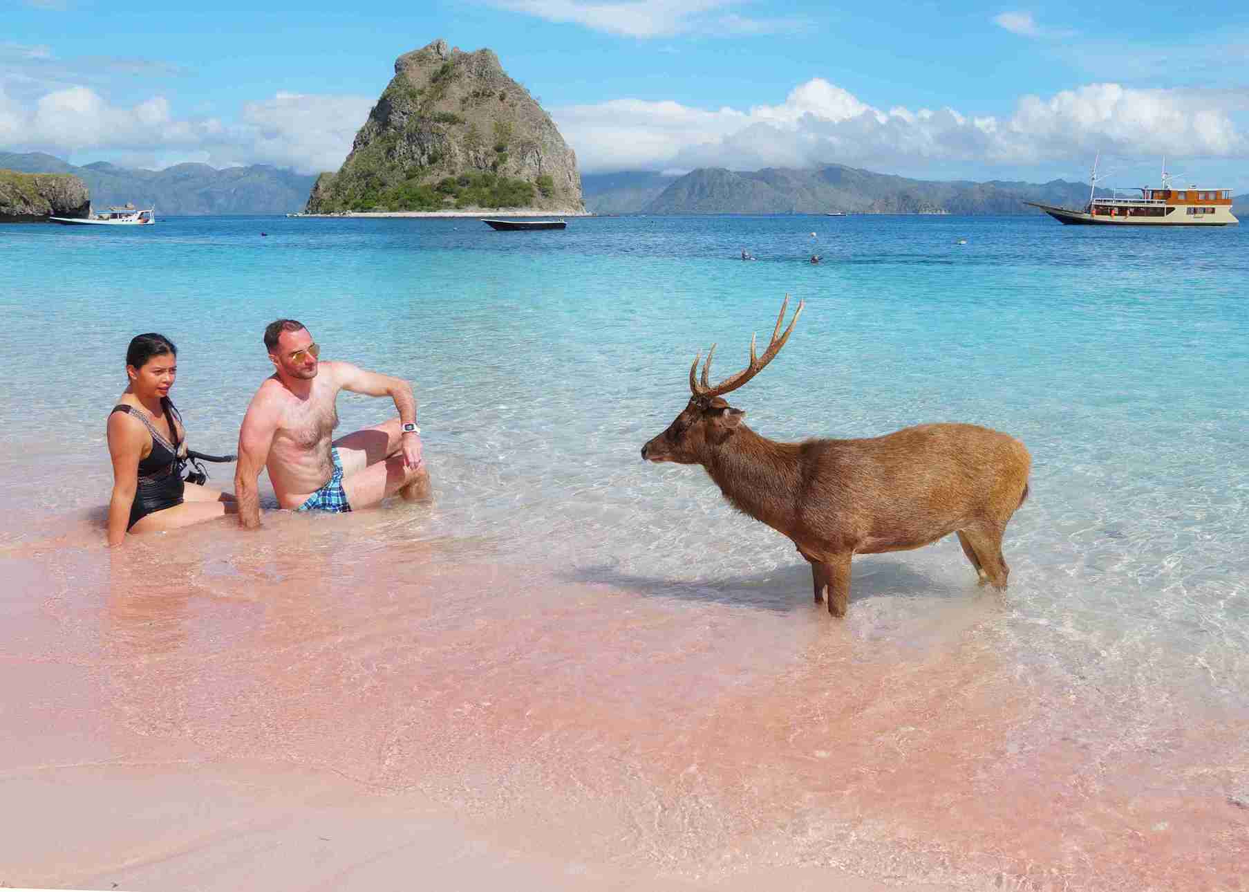 Beautiful Pink Beach, Labuan Bajo