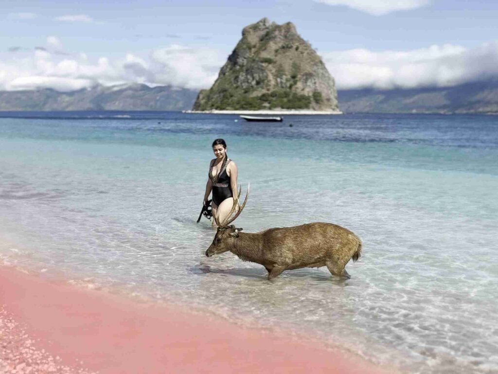 KomodoLuxury's guest with a deer on Pink Beach