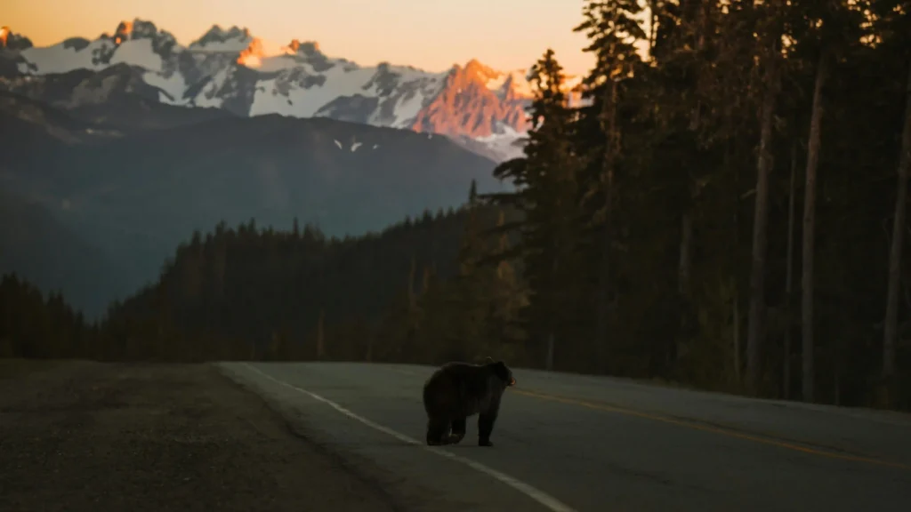 Wildlife Adventure in Alaska Grizzly Bears