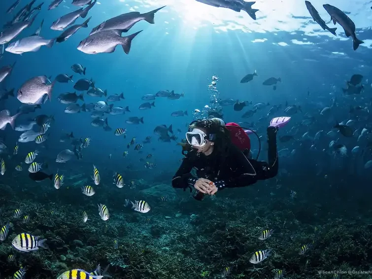 Diving in Raja Ampat with Komodo Luxury