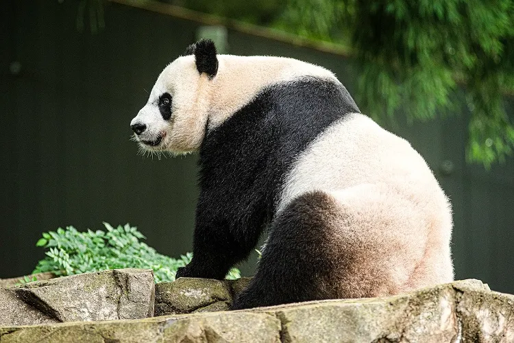 Giant Pandas in China (source: World Animal Foundation)