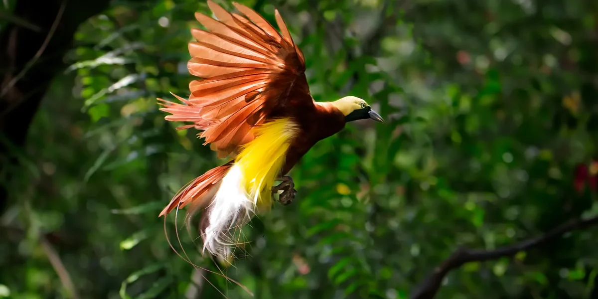 Birds of Paradise: Indonesia’s Winged Wonders in Raja Ampat