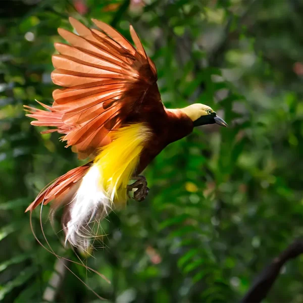 Birds of Paradise: Indonesia’s Winged Wonders in Raja Ampat