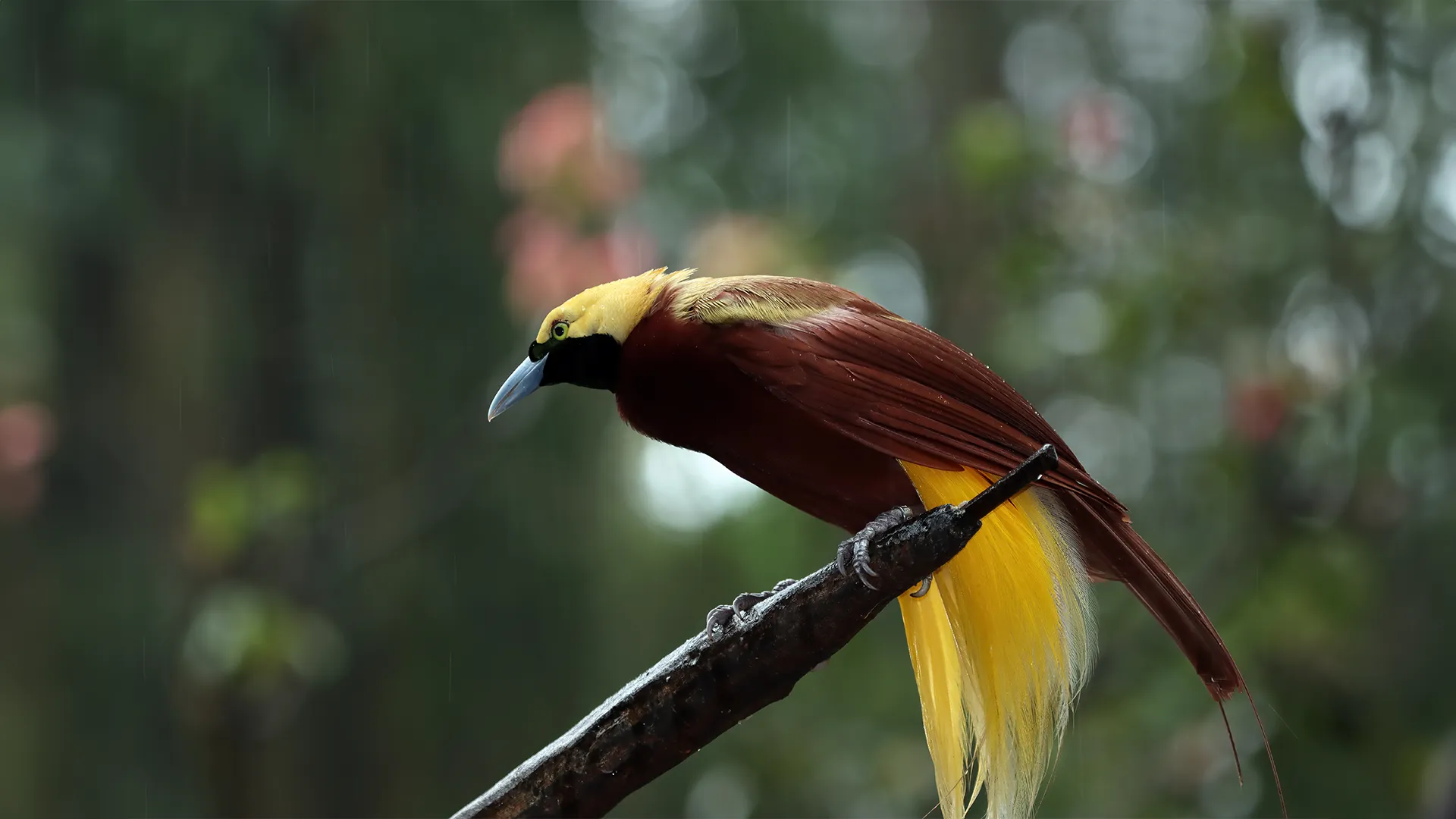 Birdwatching Activity | Raja Ampat Tour | Komodo Island Tour | Komodo Luxury