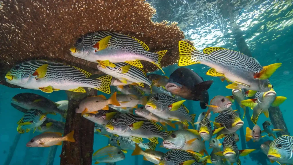 Friwen Jetty Underwater, Raja Ampat - Komodo Luxury