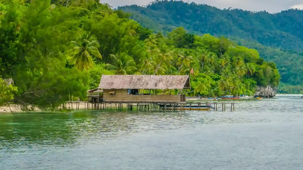 Mangrove Forest in Mansuar - KomodoLuxury