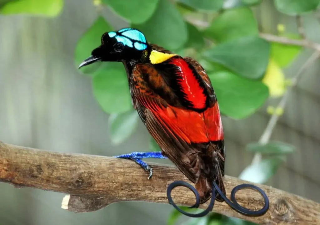 Wilsons Bird of Paradise (source: animalia-bio)