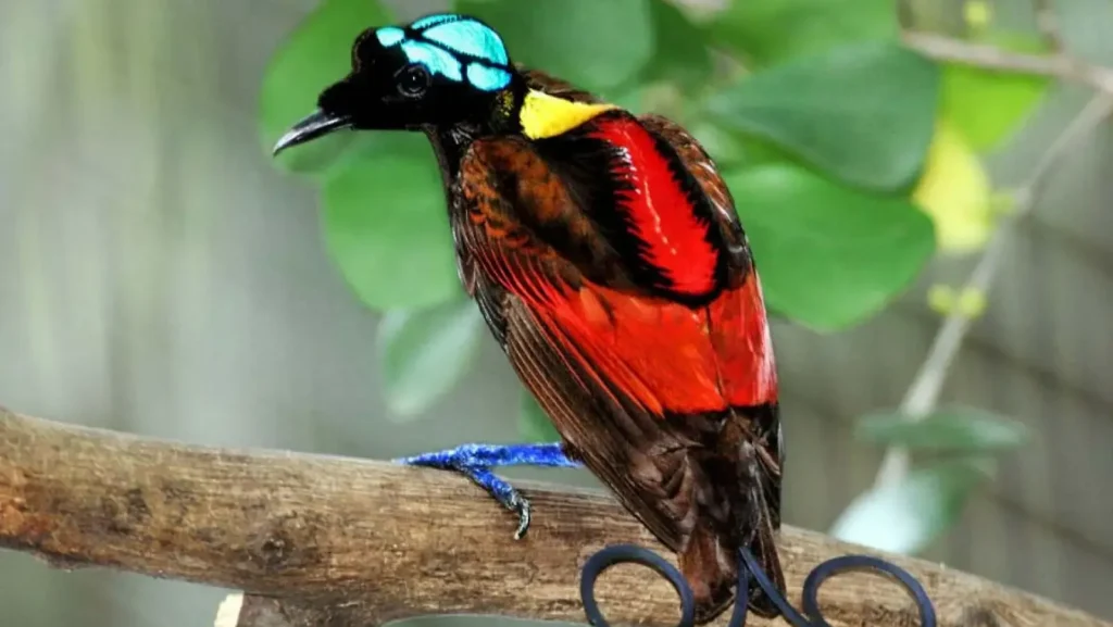 Wilsons Bird of Paradise (source: animalia-bio)