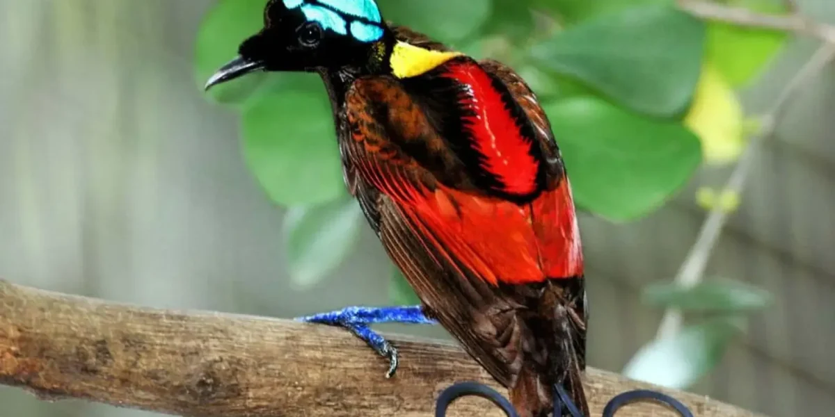 Wilsons Bird of Paradise (source: animalia-bio)