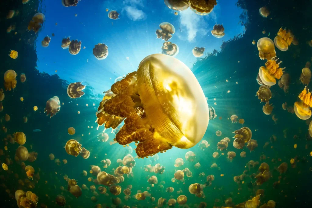 Lenmakana Jellyfish Lake, Raja Ampat (source: behance.com/gabriel-barathie)