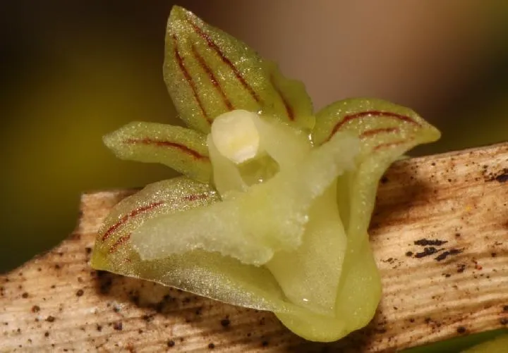 Rare orchid on Batanta (source: papua-around)