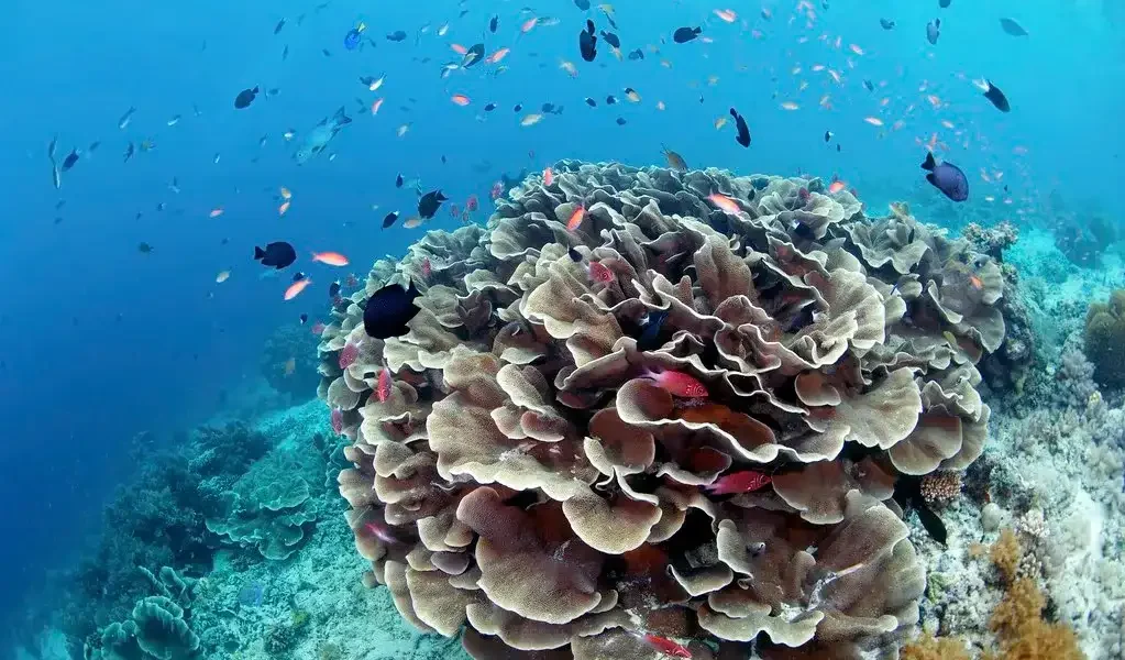 Sipadan Underwater (source: flickr)