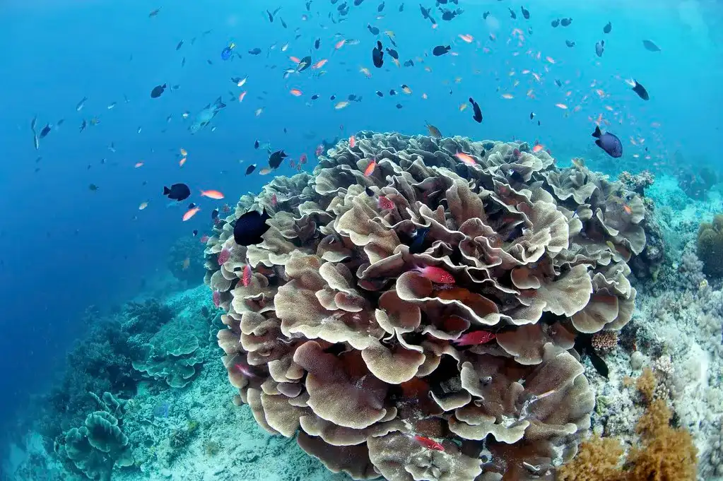 Sipadan Underwater (source: flickr)