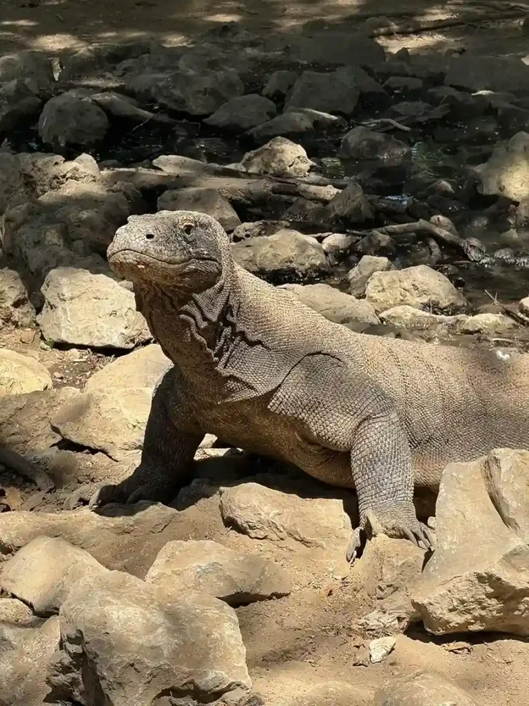 Komodo dragon | Komodo Luxury