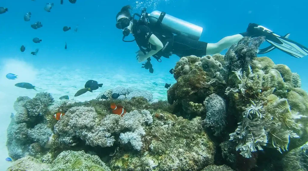 Diving | Komodo National Park | Komodo Luxury