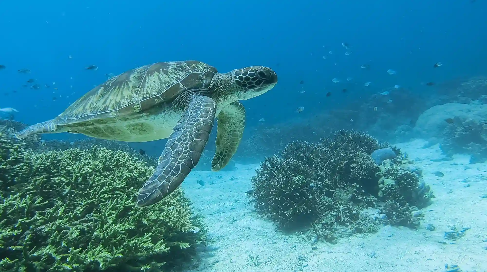 Siaba Island on Komodo National Park | Komodo Island | Labuan Bajo | Komodo Luxury