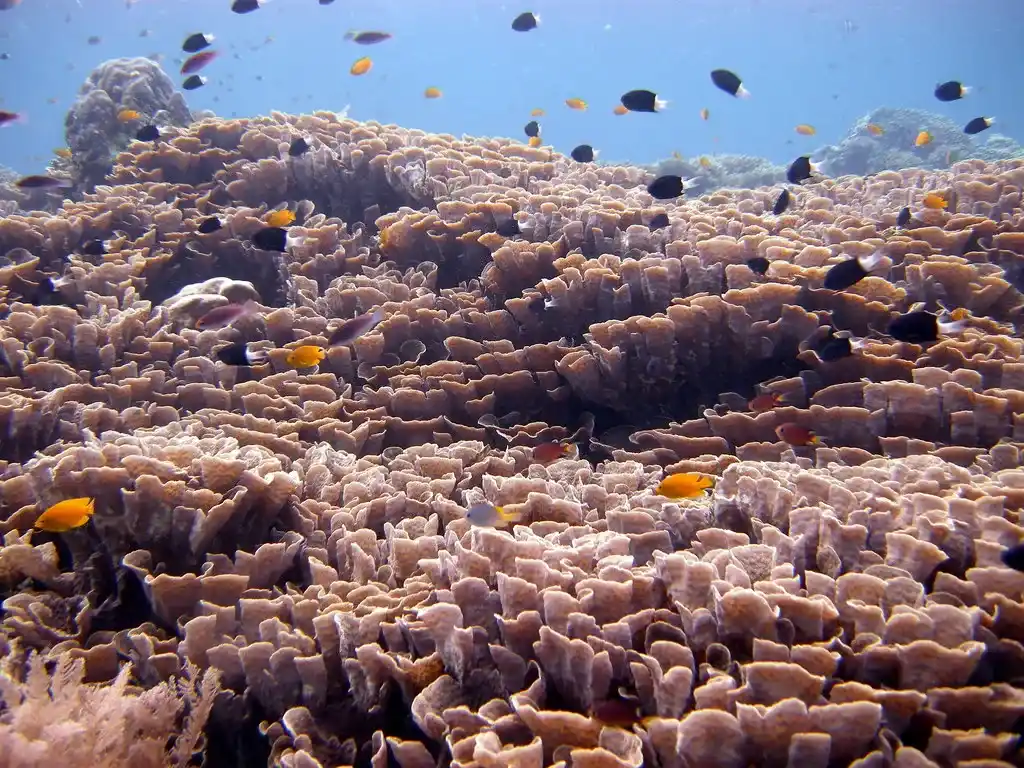 Bunaken Timur (source: flickr.com/matt-kieffer)