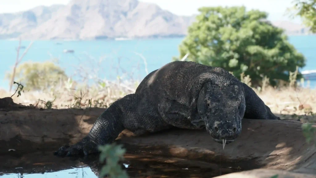 Komodo dragon | Komodo Luxury