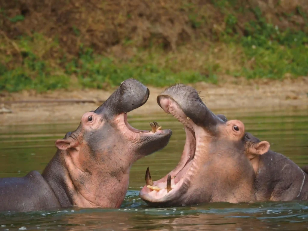 Close Up Photo of Hippopotamus (source: pexels.com)