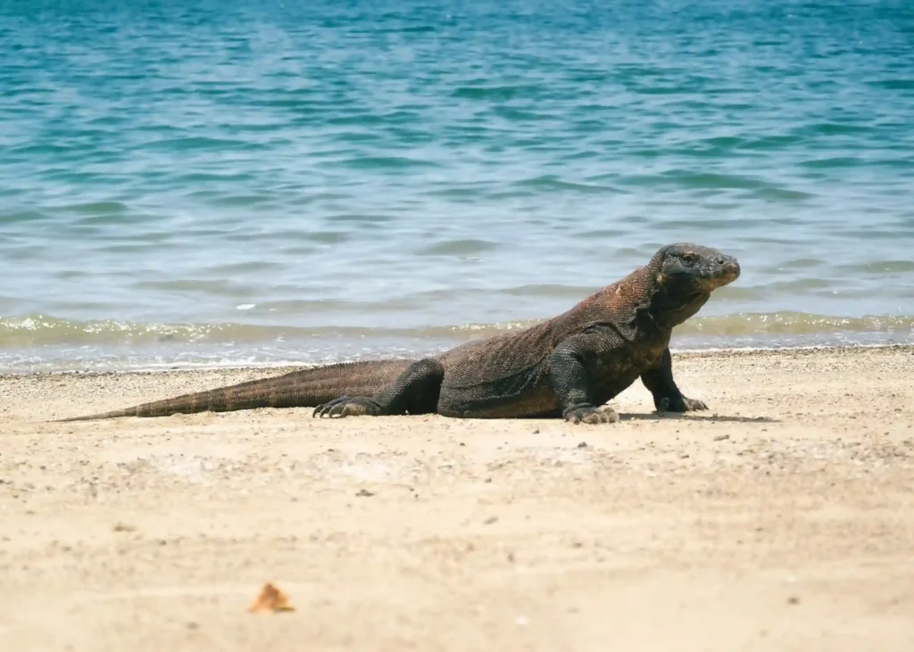 Komodo dragon at Komodo Island | Komodo Luxury