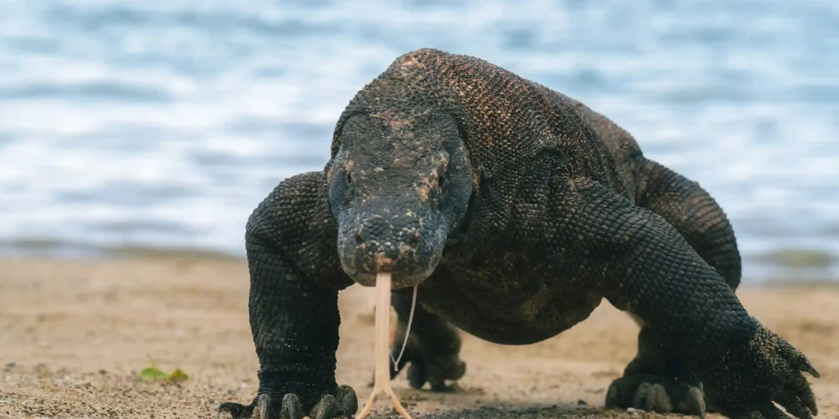 Komodo dragon walking on the beach | Komodo Luxury