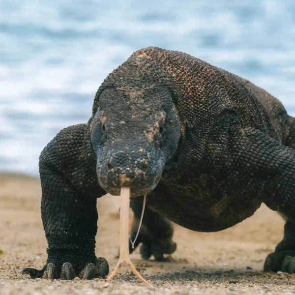 Are Komodo Dragons Venomous? Here’s What You Need to Know!