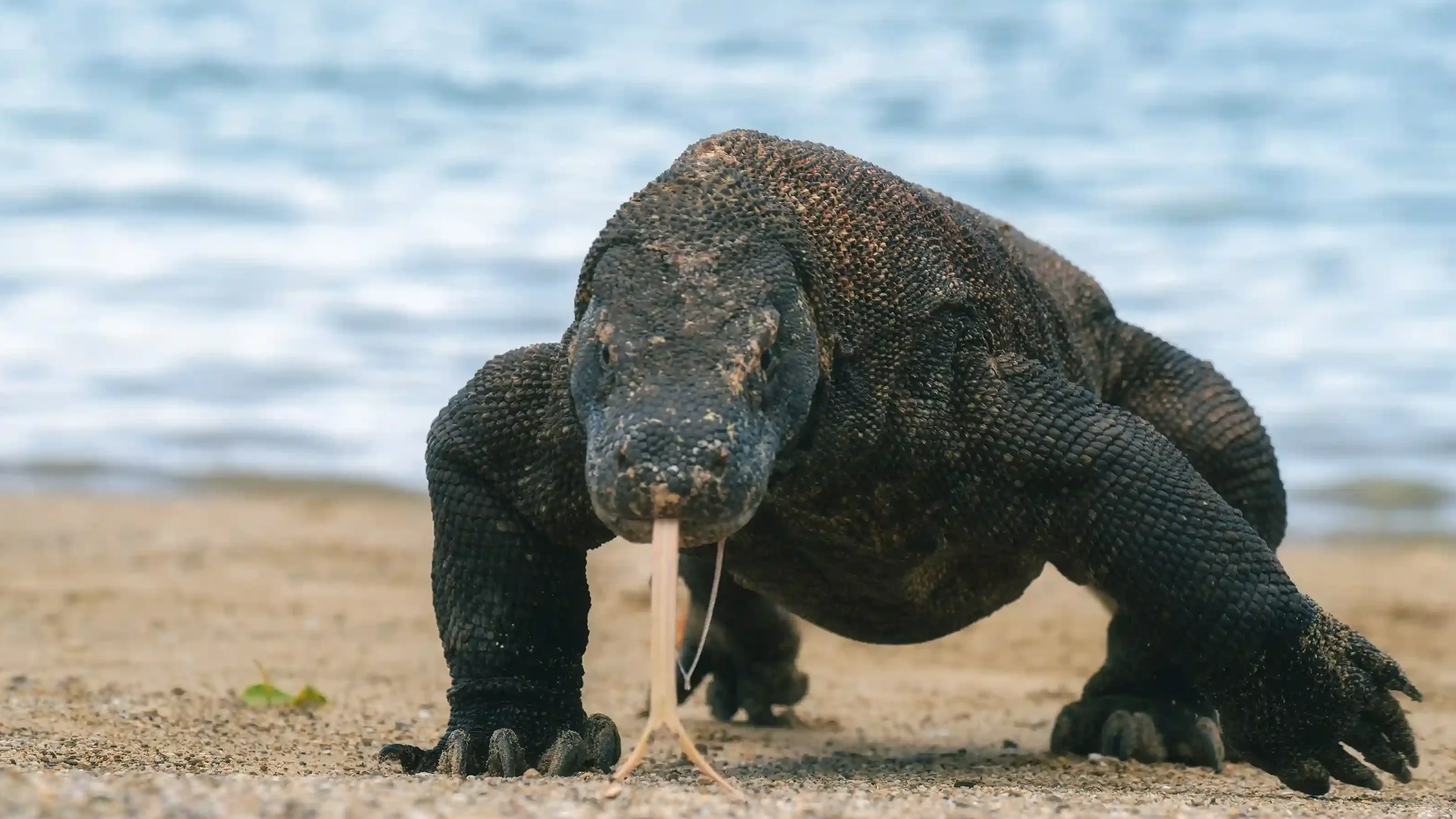 Komodo dragon walking on the beach | Komodo Luxury