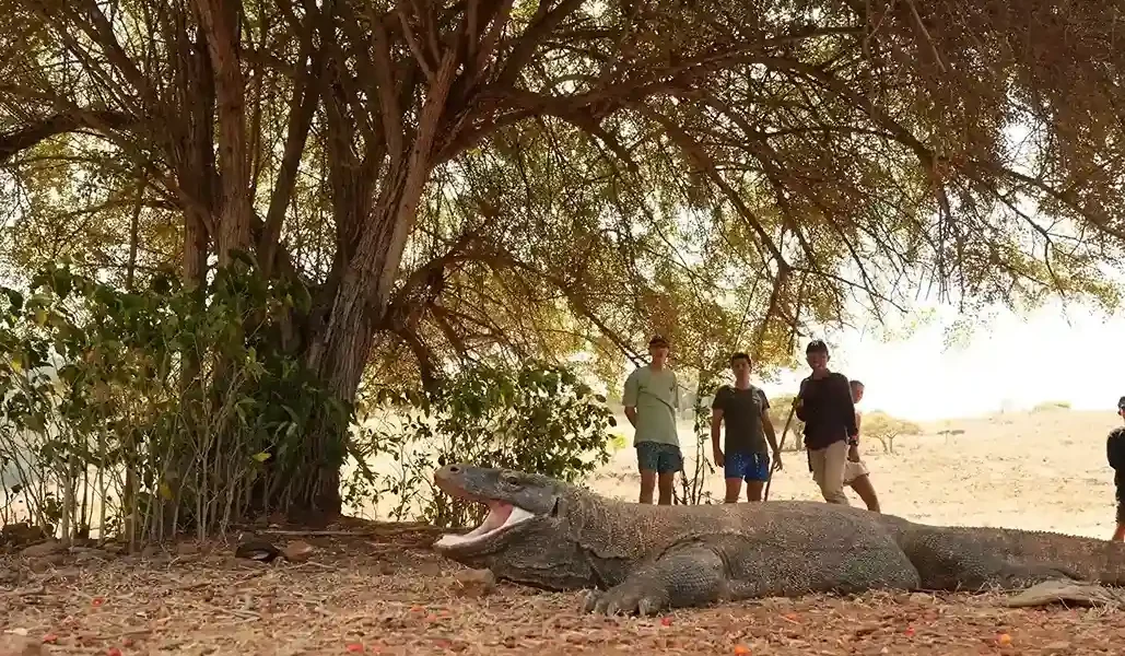 Komodo dragon at Komodo Island | Komodo Luxury