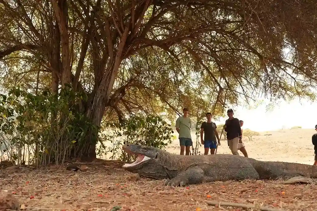 Komodo dragon at Komodo Island | Komodo Luxury