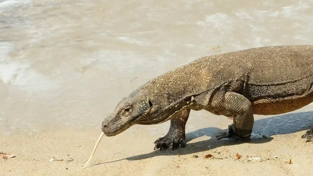 Komodo dragon | Komodo Island | Komodo National Park | Komodo Luxury