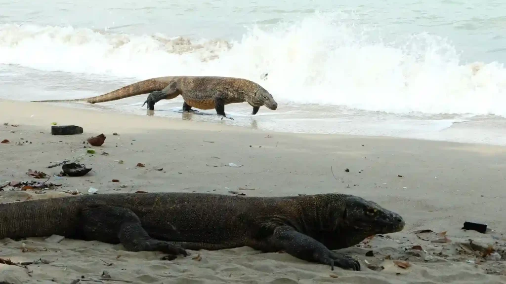 Komodo dragon | Koomodo Island | Komodo National Park | Komodo Luxury