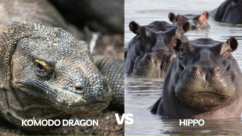 Komodo dragon vs Hippo | Komodo Luxury