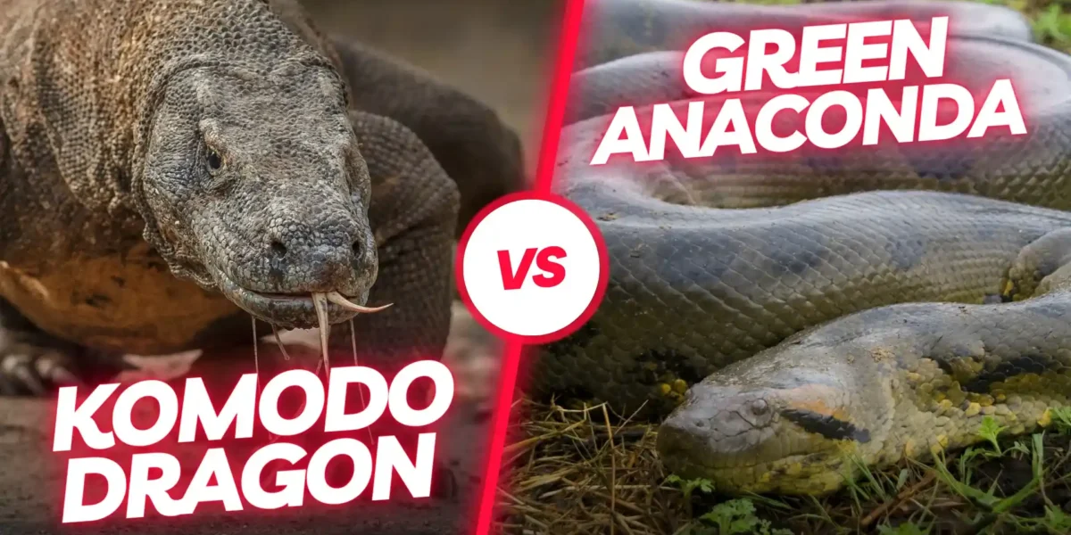 Komodo dragon vs Anaconda | Komodo Luxury