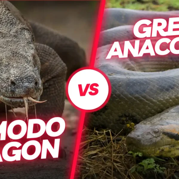 Komodo Dragon vs Anaconda: Battle of the Giant Reptiles