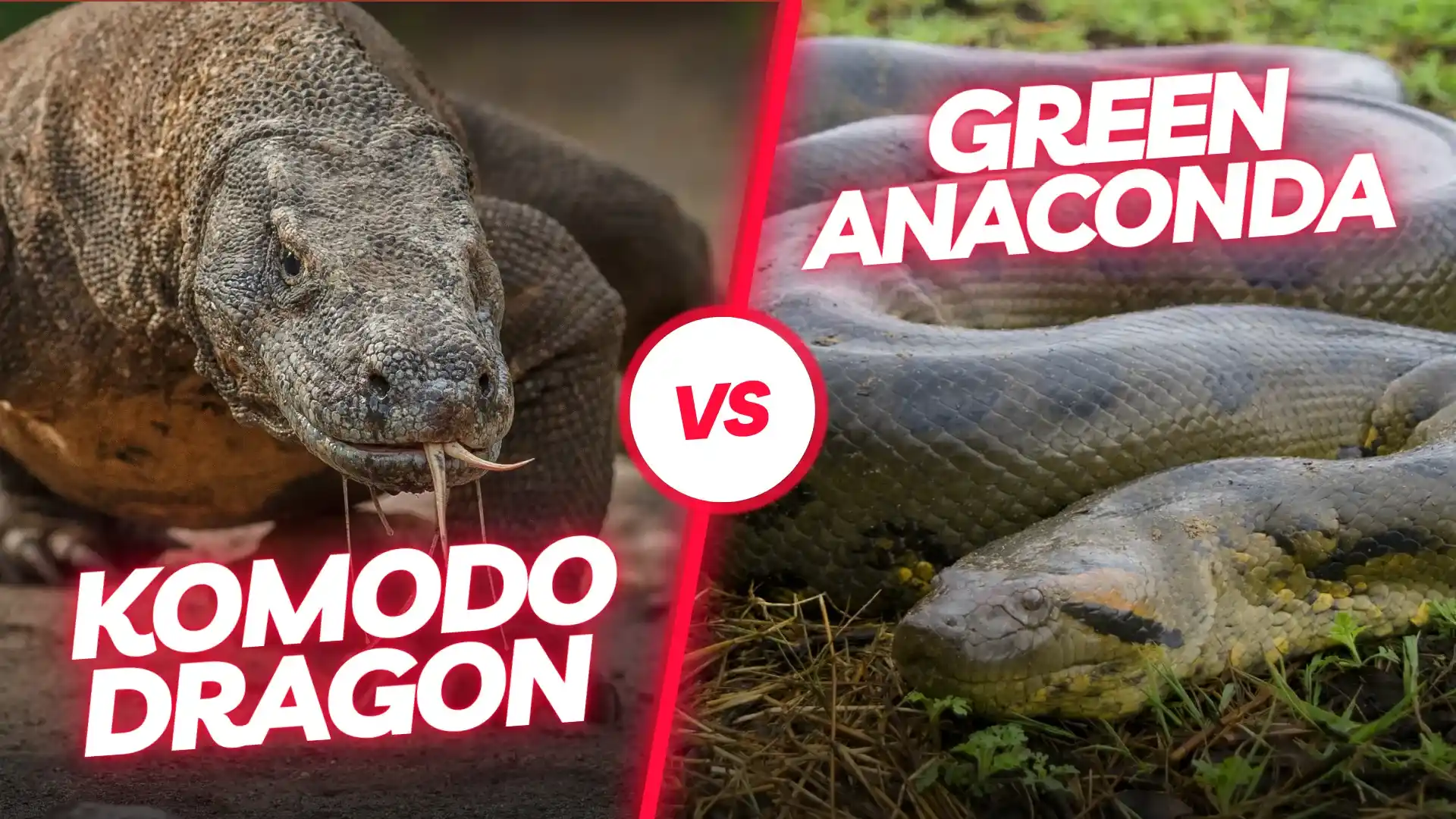 Komodo dragon vs Anaconda | Komodo Luxury