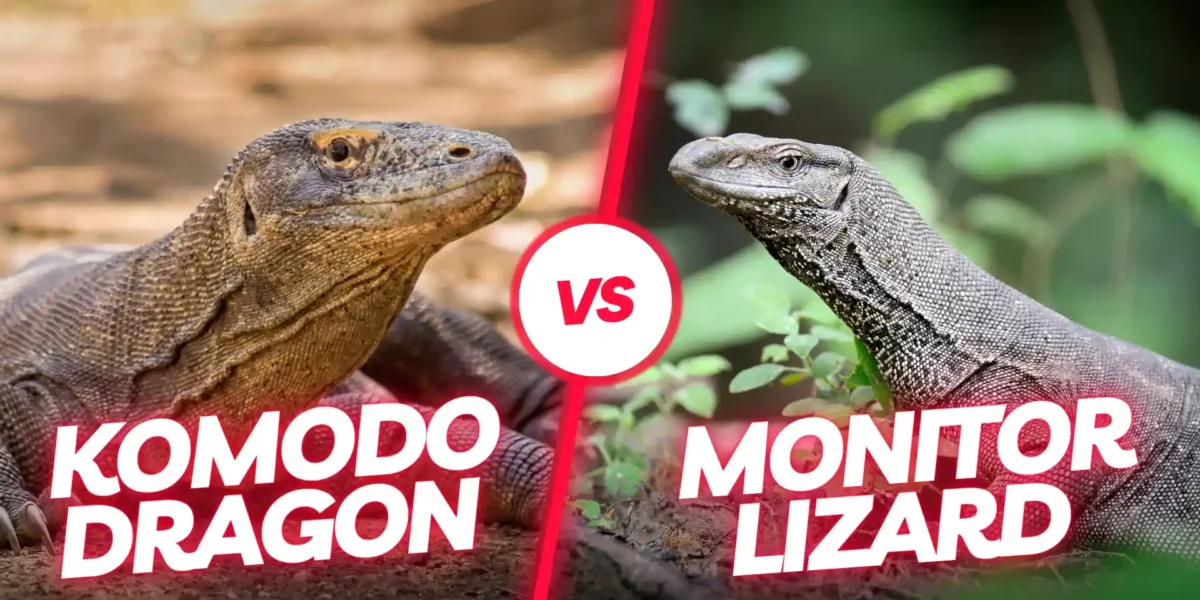 Monitor Lizard vs Komodo Dragon: Discover the King of Lizards