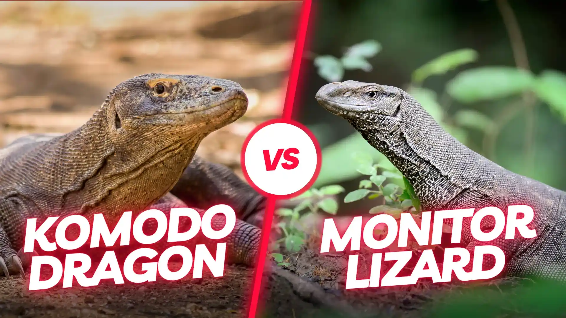 Monitor Lizard vs Komodo dragon | Komodo Luxury