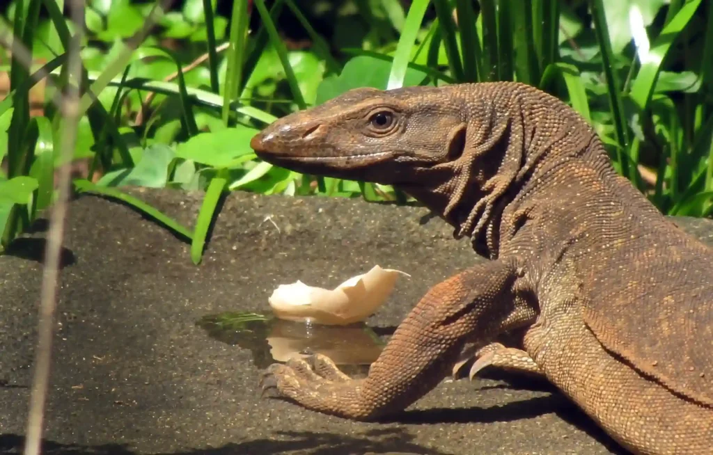 Monitor Lizard (source: commons.wikimedia.org)