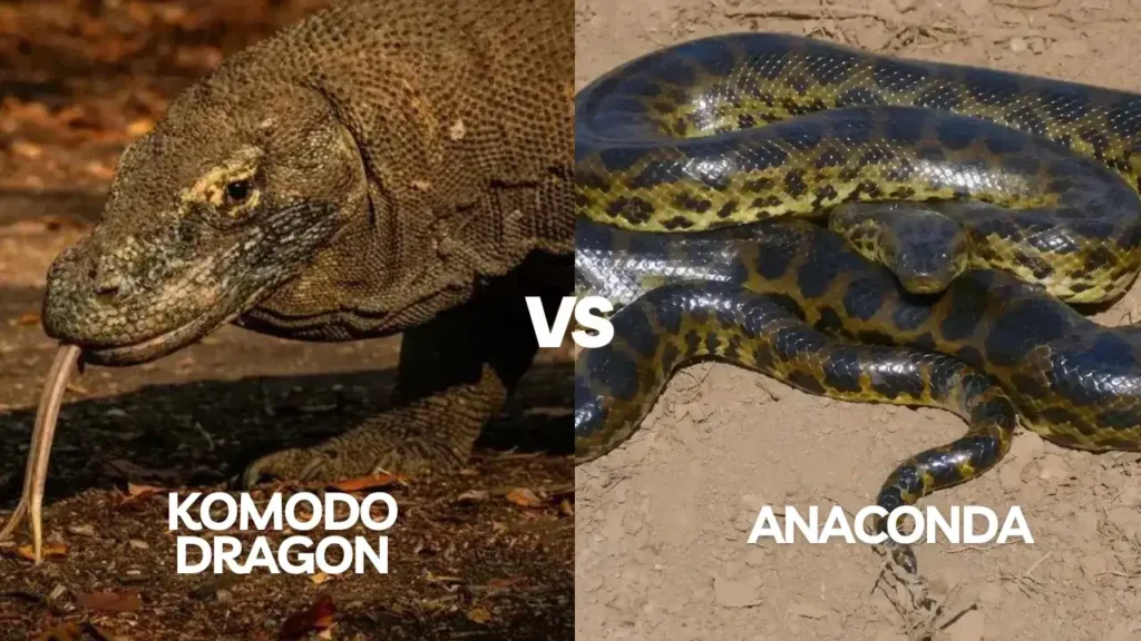 Komodo dragon vs Anaconda | Komodo Luxury