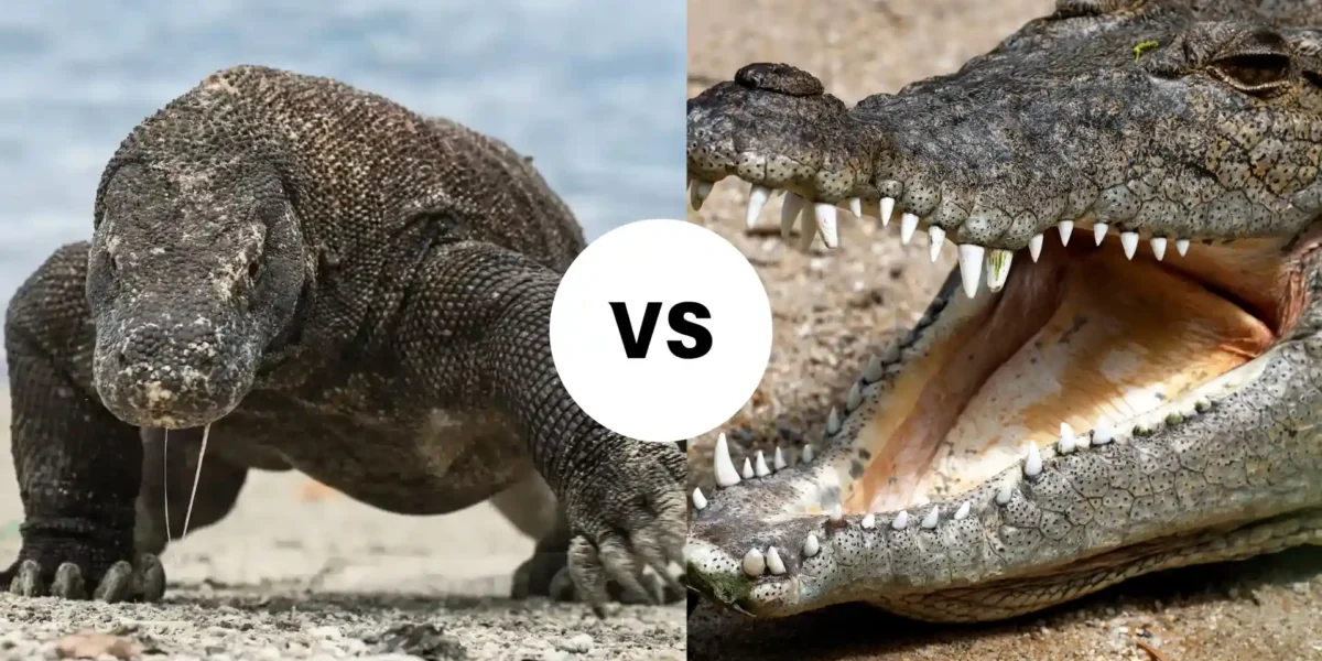 Komodo Dragon vs Crocodile: Who’s the Strongest Predator?