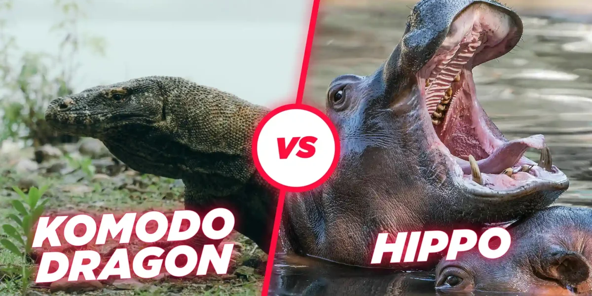 Komodo dragon vs hippo | Komodo Luxury