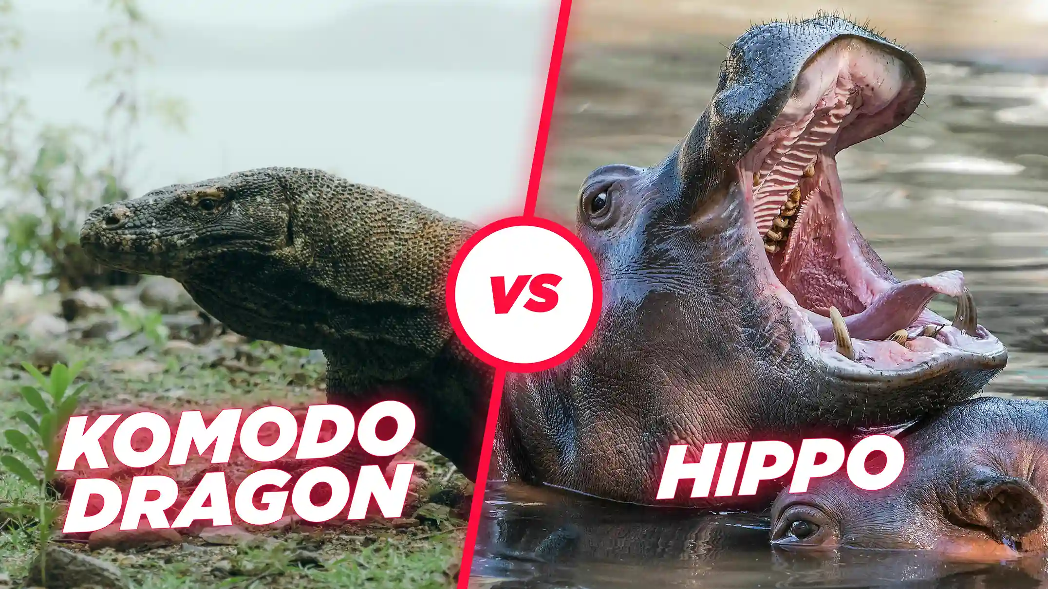 Komodo dragon vs hippo | Komodo Luxury