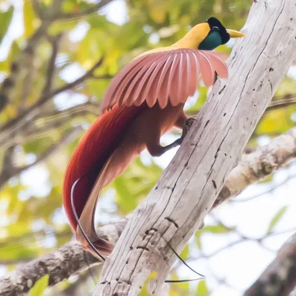 The Endemic Red Bird of Paradise: Raja Ampat’s Hidden Gem