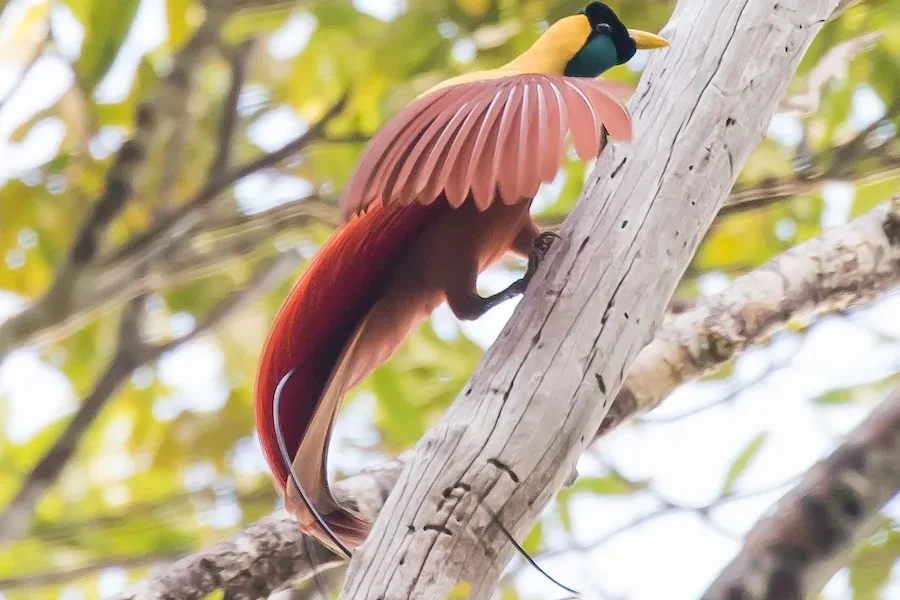 Red Bird of Paradise (source: ebird.com)