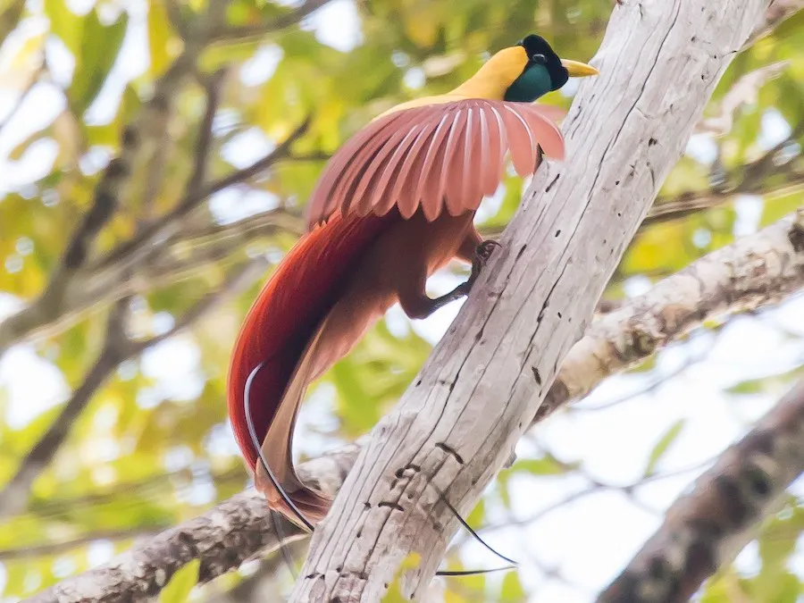 Red Bird of Paradise (source: ebird.com)