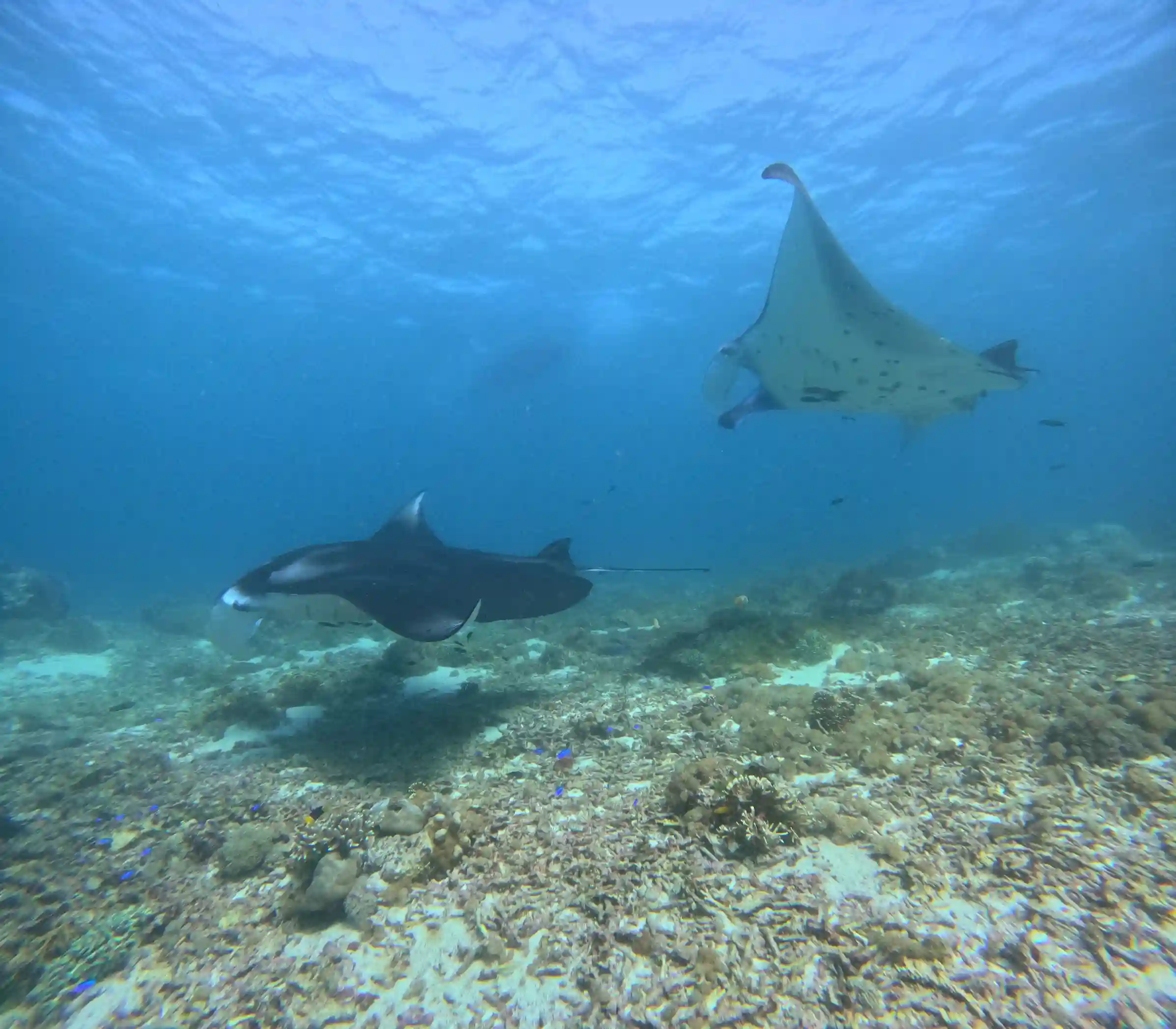 Komodo Island Diving | Komodo Dragon Tour | Komodo Luxury