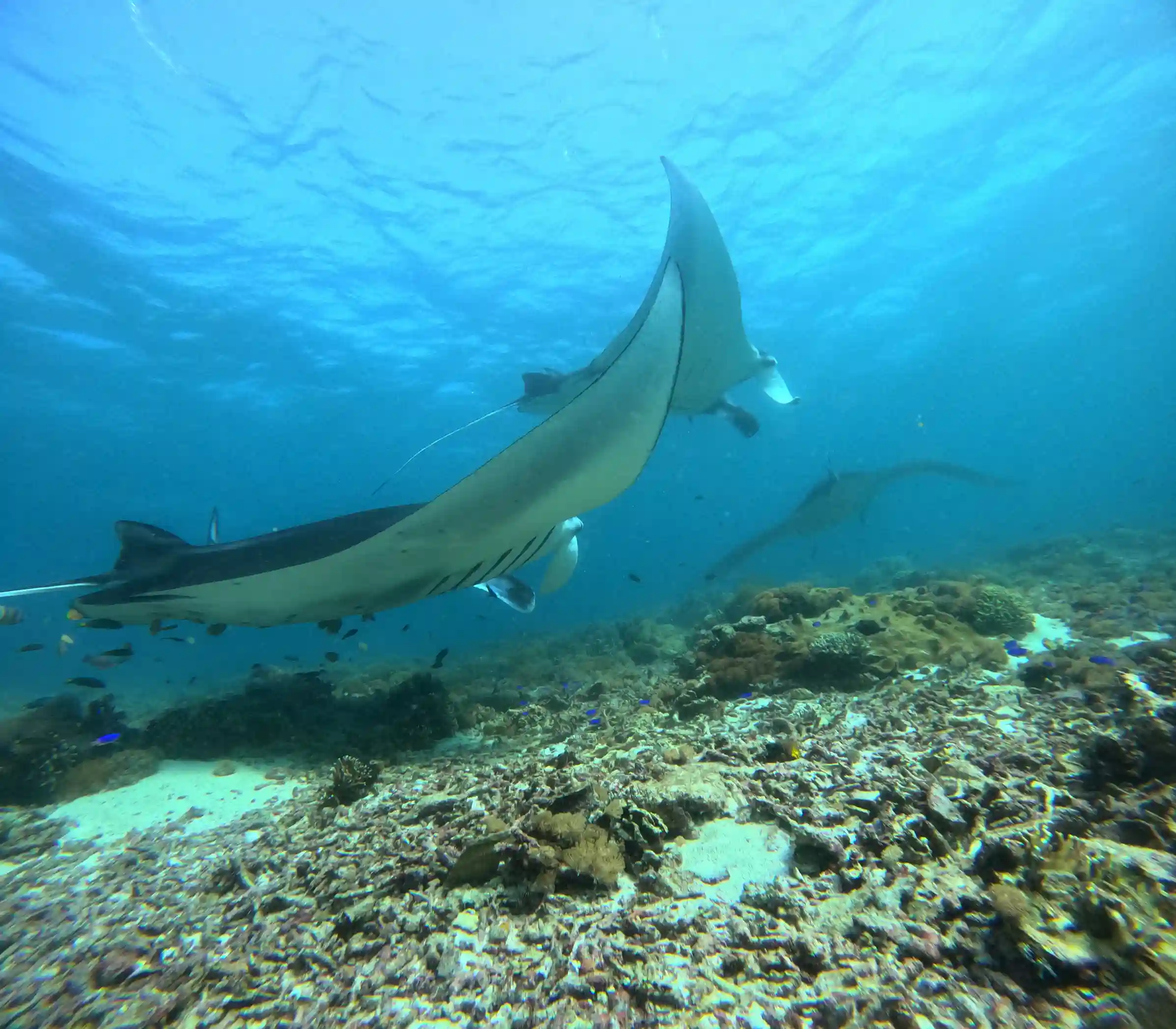 Komodo Island Snorkeling | Komodo Dragon Tour | Komodo Luxury