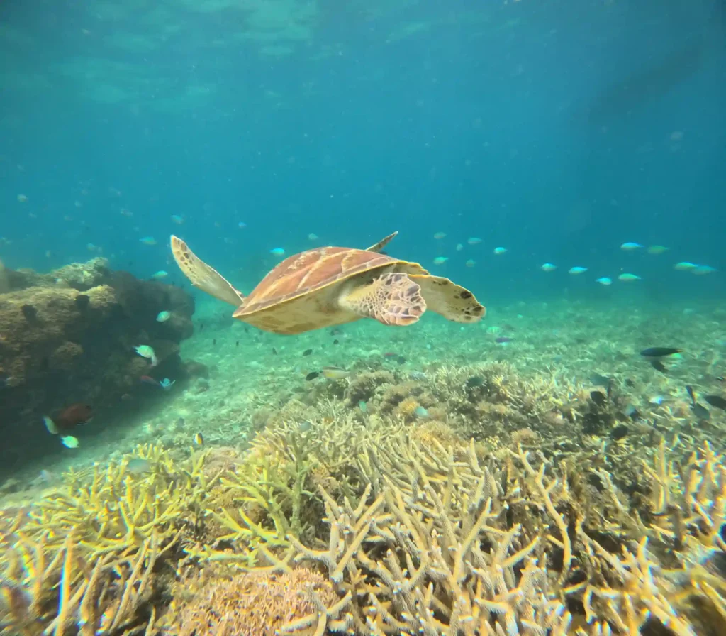 Snorkeling on Komodo Island | Catnazse Cruise Liveaboard Phinisi | Komodo Luxury