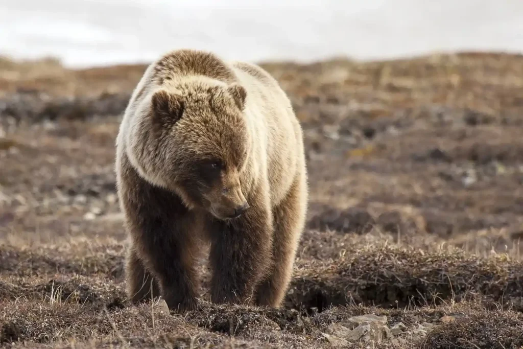 Grizzly bear (source: animalia.bio)